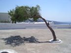 Tree in Ia (Oia)