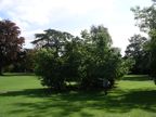 Mulberry tree