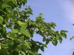 Ripening mulberries