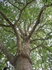 Tree on sky