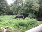 Horse in fields just outside centre