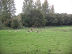 Sheep
