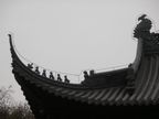Protectors on the roof