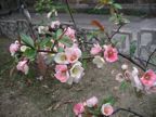 Blossom