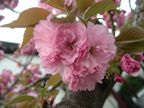 Blossom