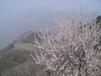 Blossom