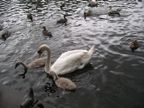 Swan & ducklings