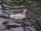 Young swam