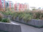 Wild garden