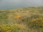 Along the cliffs
