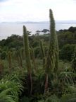 Funny plant
