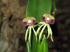 More orchids