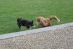 Cats in action