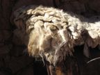 Lama wool