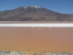 Laguna Colorada