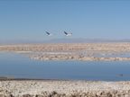 FLying Flamingos