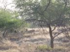Antilope?