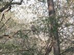 White bearded owl